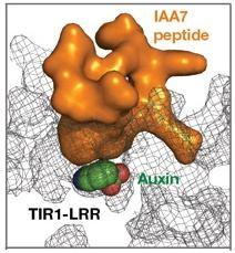 F-box zprostředkuje transkripční reakce k auxinu 14 TIR1 TIR1 A A TIR1 A Degradace substrátu Jádro 2010 American Society of Plant Biologists Vazba auxinu k TIR1 umožňuje vazbu substrátového proteinu