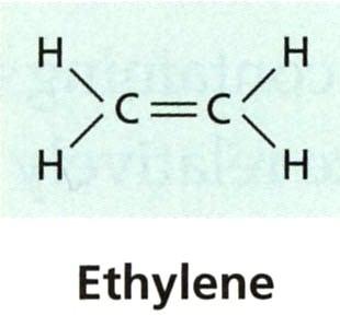 35 c) Ethylen Plynný hormon D. Neljubov (1901) inhibice etiolovaných rostlin svítiplynem; identifikoval ethylen-triple response. H.