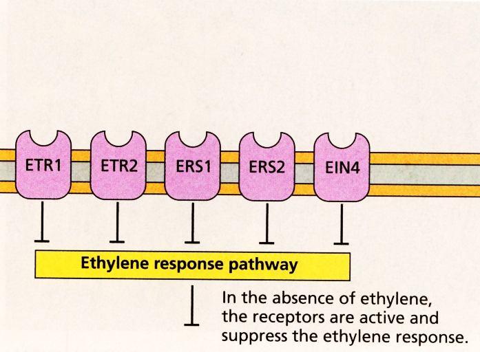 45 Za nepřítomnosti ethylenu jsou receptory na membráně