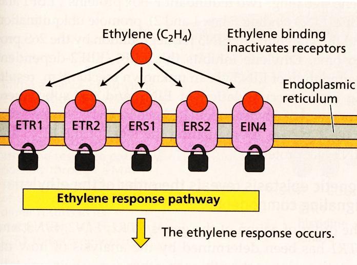 Vazba ethylenu k receptorům vede k jejich zablokování.