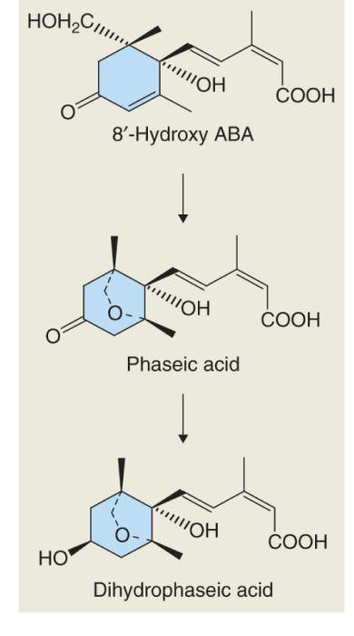 PLASTID isopentenyl difosfát (IPP) Biosyntéza a metabolismus ABA 49 β-karoten Zeaxantin (C 40 ) Stres Trans-violaxantin (C 40 ) Trans-neoxantin 9 cis-neoxantin (C 40 )