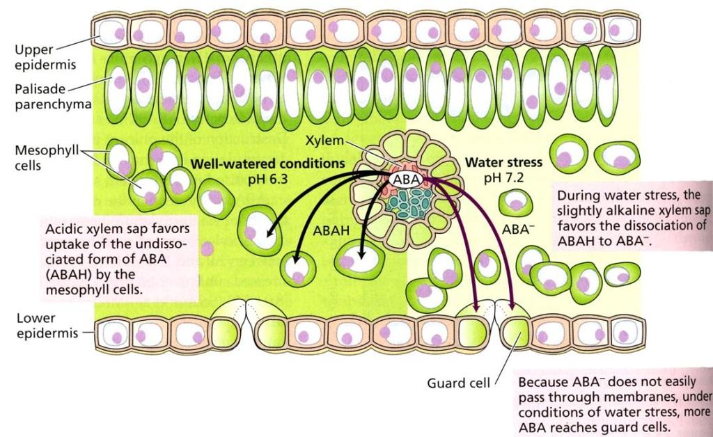 ABA uzavírá průduchy (stomata) v závislosti na vodním stresu 52 Zavodněné rostliny: ph xylémového roztoku se pohybuje kolem 6.