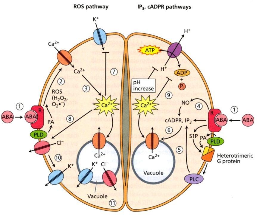 Vodní stres: Mechanizmus působení ABA ve svěracích buňkách 53 1. ABA se váže na receptor. 2. Vazba ABA indukuje proud Ca 2+ do buňky. 3. Zvyšuje se intracelulární konc.