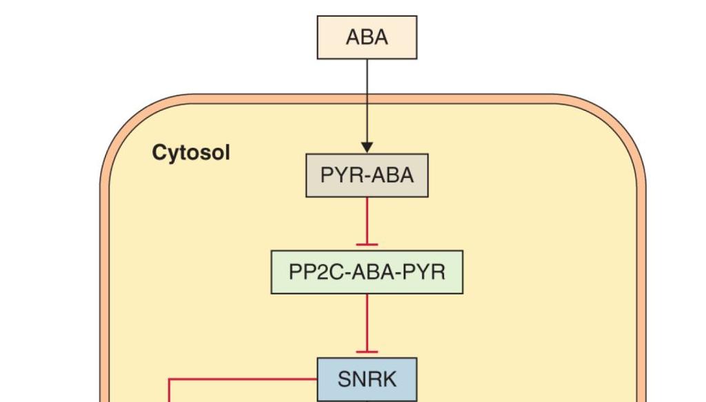 Signální dráhy ABA 56 ABA receptory: PYrabactin Resistance 1 (PYR1) (homology PYL a PYR-Like).