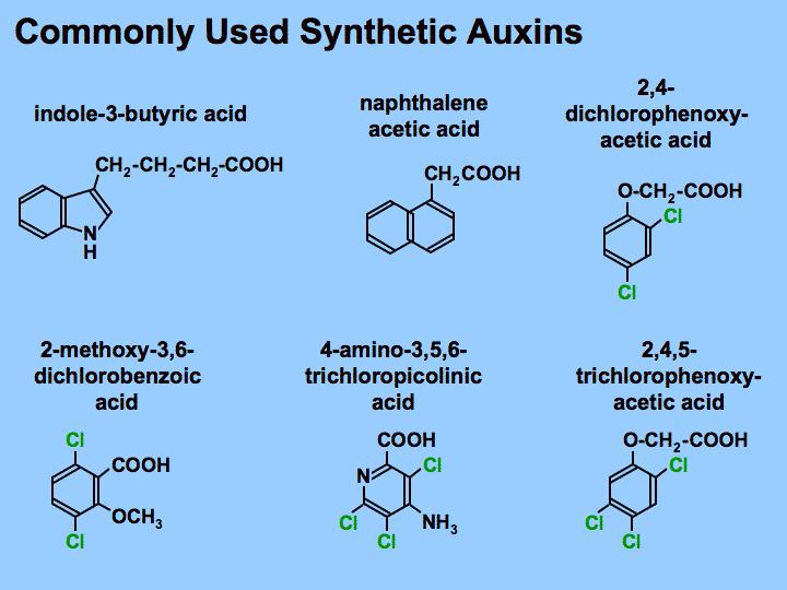 Auxiny důležité rostlinné hormony zapojené v širokém spektru