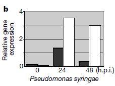 61 Exprese genu ICS1 se zvyšuje po napadení patogenem ICS1 PR1 PR1