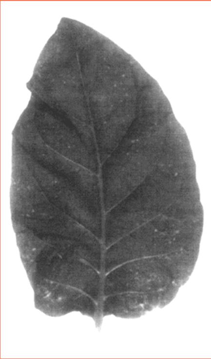 Tato rostlina byla pre-inokulována TMV na třech spodních listech.