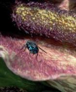 (Amorphophallus titanum) Některé rostliny čeledi Aracea páchnou jako hnijící