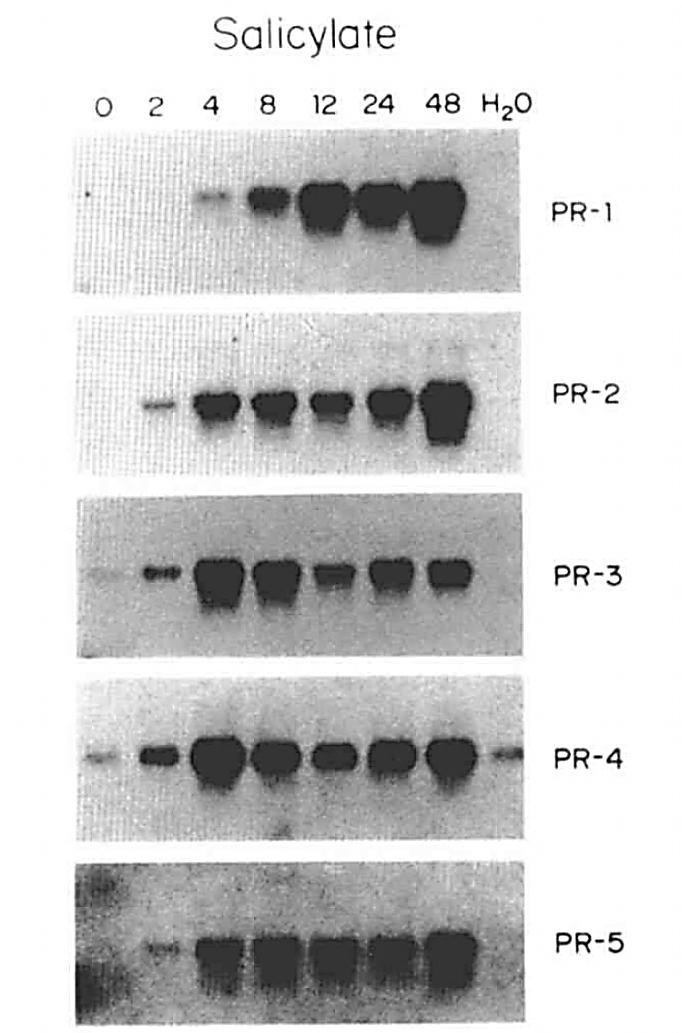 Signální dráhy SA 70 SA SA indukuje enormní transkripční reakce PR PR geny jsou skupinou tzv.