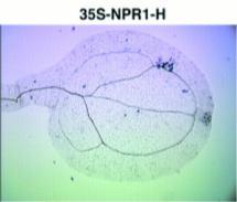 expression Bgl2-GUS (PR gene) expression Resistance Cao