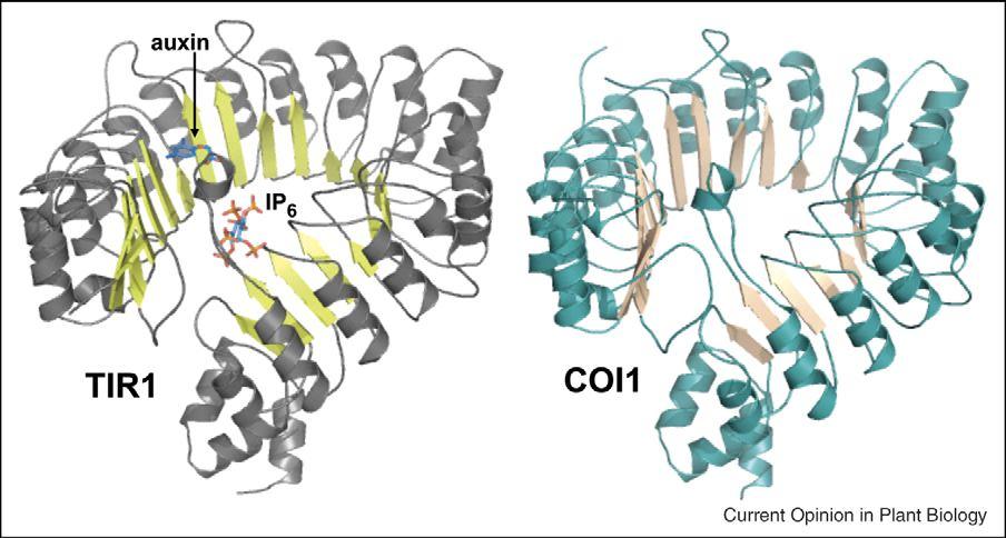86 COI1 je F-box protein velice podobný auxinovému