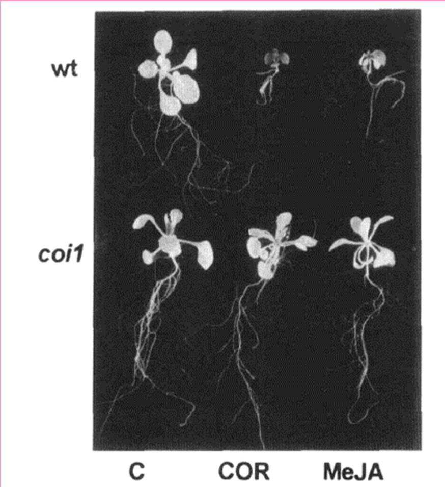87 JA receptor COI byl identifikován pomocí Arabidopsis mutanta coi1,