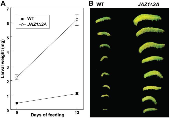 Rostlinám exprimujícím stabilizované proteiny JAZ chybí obrana proti hmyzu.