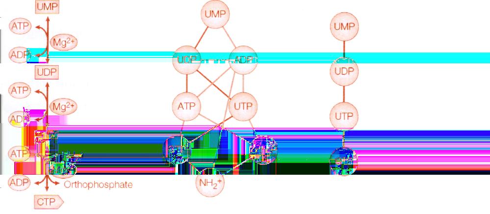 Biologické sítě různé typy sítí: regulatorní sítě (popis transkripční regulace) proteinové sítě (popis interakce proteinů) metabolické sítě
