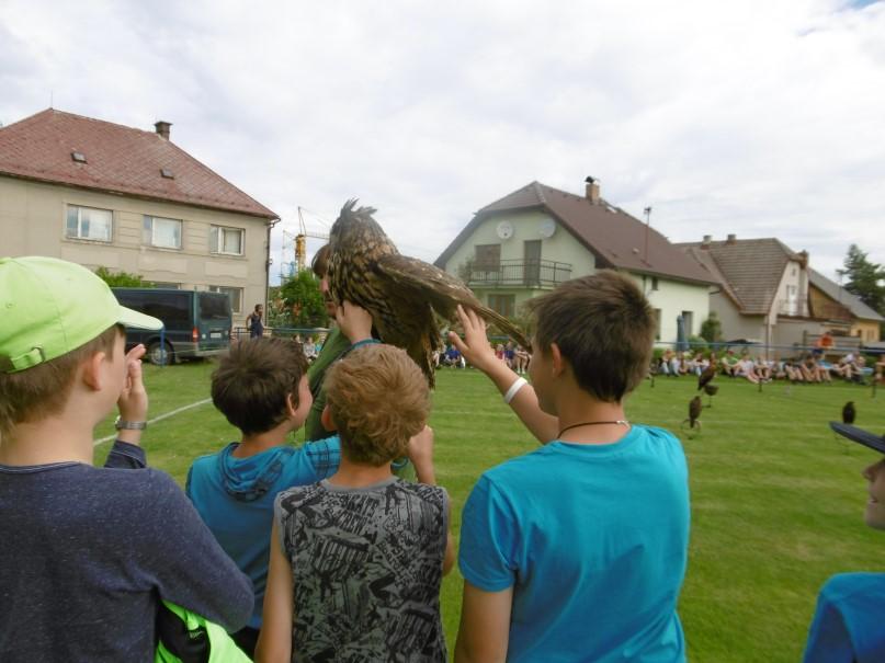 zachraňují nemocné ptáky,