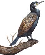 11. Kormorán velký Phalacrocorax carbo Známý, leskle černý rybožravý pták.