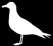 V zimě mají na hlavě šedé proužkování a tmavý pruh na zobáku, během hnízdění je hlava bílá a zobák žlutý.
