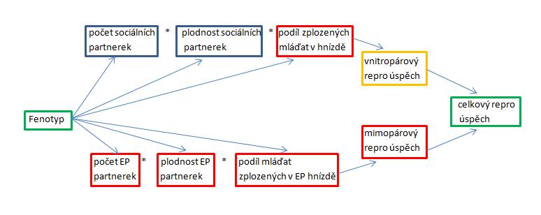 snůšky za sezónu (Darwin, 1871; Kirkpatrick et al., 1990). Za druhé, jak samci, tak samice mohou vyuţívat EPC (Westneat et al., 1990; Birkhead & Møller, 1992).