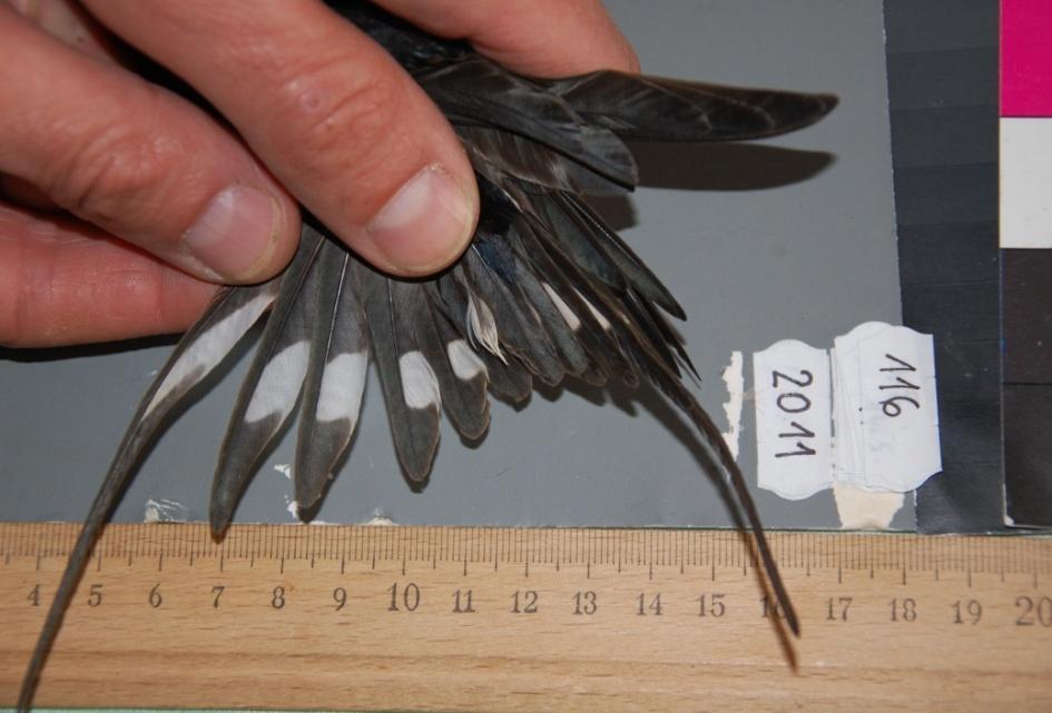 2.3 Měření Po skončení odchytů byli jedinci morfometricky měřeni hmotnost byla stanovena pomocí digitální váhy (Pesola, MS500, 0-500g, d = 0,1g), byla změřena délka křídla (pravítko se zaráţkou s
