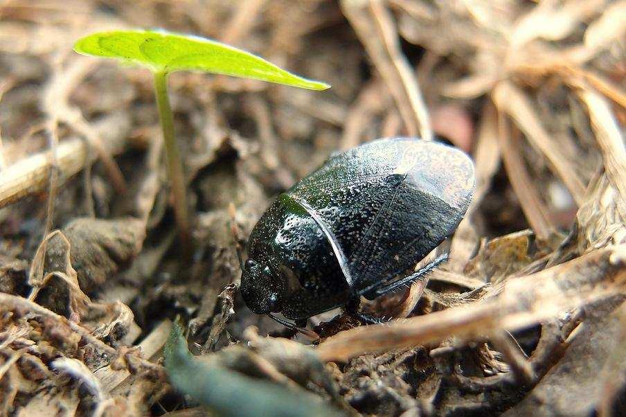 6.5 Adrisa magna Adrisa magna (Uhler, 1860) (Cydninae) je ploštice, která se živí semeny a plody několika druhů rostlin, jako např.