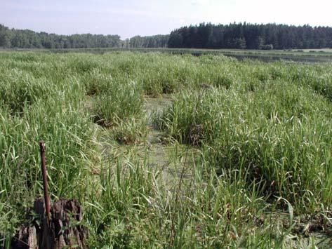 10 Vytvoření vhodných podmínek pro hnízdění a pobyt vodních ptáků Základní podmínkou je dostatečná potravní nabídka: velký zooplankton a vysoká biomasa zoobentosu vázané na nízkou obsádku ryb, pro