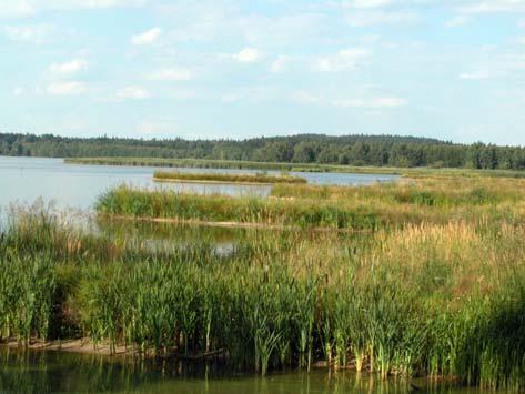 Cenné jsou rozsáhlé mělčiny podél břehů, které usnadňují ptákům získávání potravy, jsou izolované od vyžíracího tlaku ryb a kde v nízkých i vysokých porostech rostlin ptáci nacházejí hnízdní