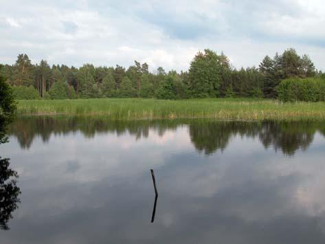 14 Obr. 40: Rozsáhlý mělký litorál rybníka Vizír je vedle řady ohrožených rostlin i lokalitou potápníka Graphoderus bilineatus. Obr. 41: Obnovený rybník Dolní u Podbořánek bez rybí obsádky je dobrou lokalitou pro vodní hmyz.