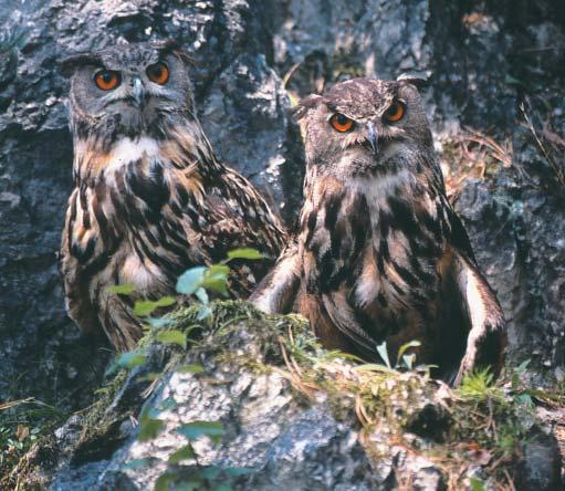 Výr skalný Tichí noční lovci Sovy lietajú neuveriteľne ticho, obeť nepočuje svišťanie letiek a nezaregistruje predátora prilietajúceho v tichej noci.