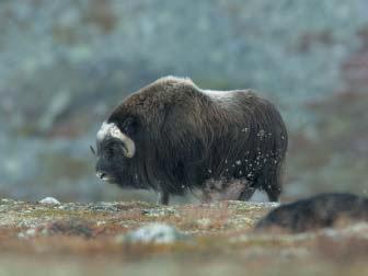 IFWP Stretnutie sa konalo v blízkosti národných parkov Dovrefjell a Rondane (asi 150 km severozápadne od Lillehammeru).