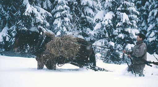 POĽOVNÍK v decembri Chov, ochrana a starostlivosť o zver Napriek tomu, že poľovnícka sezóna je v plnom prúde, nesmieme zabúdať ani na ochranu zveri pred všetkým, čo ju ohrozuje, najmä v okolí kŕmnych