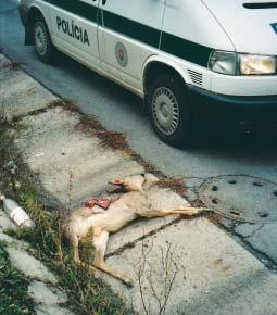 Zachoval sa čestne Kolízií so zverou pribúda. Za desať mesiacov tohto roka polícia zaznamenala vyše 1 600 dopravných nehôd, pri ktorých jedným z účastníkov bola voľne žijúca zver.