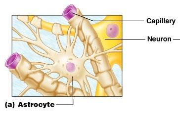 Astrocyty - jejich výběžky se dotýkají kapilár a pia mater