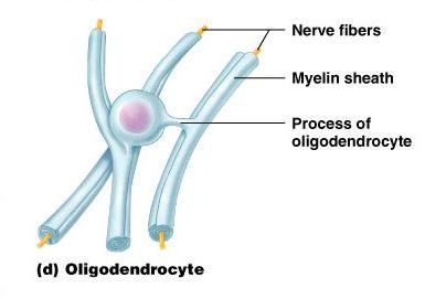oligodendrocytů v PNS, tj.