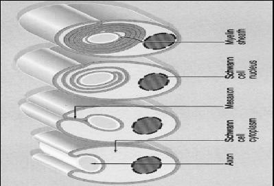 Myelinizace 1) Zanoření axonu do žlábku obalovací buňky (myelin = vrstvy modifikovaných membrán těchto