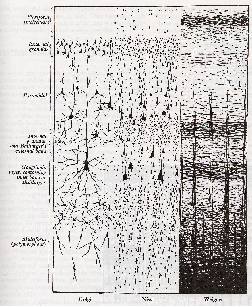 B44+45 cerebrum cortex LFB + HE Šedá hmota: - lamina molecularis je nejblíže povrchu, neobsahuje mnoho neuronů, spíše více vláken, dále gliové buňky a Cajalovy buňky - lamina granularis externa
