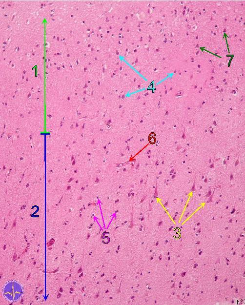 B44 cerebrum cortex HE 1 lamina granularis interna 4 hvězdicovité buňky 2 lamina