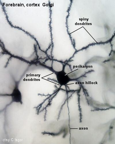 dendrity a axon Axony - jediný výběžek (až 1 m) - vystupuje z perikarya - neobsahuje ribosomy ani GA - obsahuje mnoho mitochondrií - rozšíření distálního zakončení synapce - převádí signály směrem