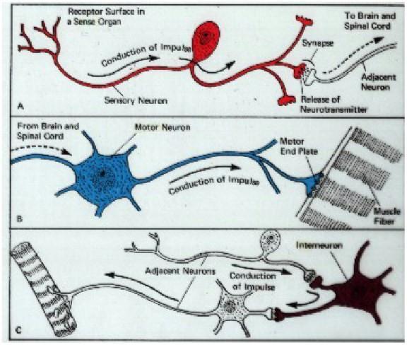 Klasifikace neuronu - podle jejich funkce: 1) senzorické neurony (aferentní) přijímají senzorické stimuly a převádí je do CNS 2) motorické neurony