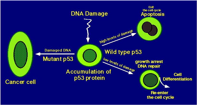 Protein p53 -význam v