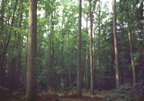 (dřevo).
