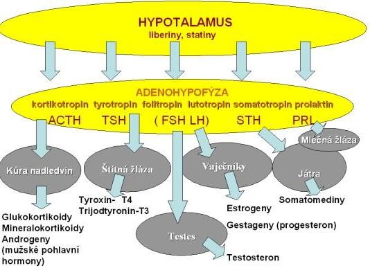Schéma hormonálních