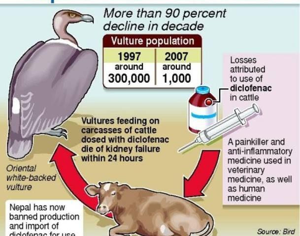 Nefrotoxicita příklad DICLOFENAC Diclofenac Zástupce ze skupiny NSAD