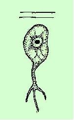 zoosporangium dlouhý,
