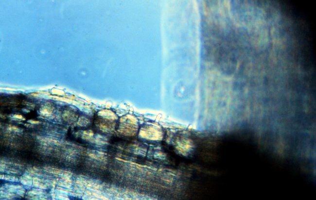 sporangia uvnitř