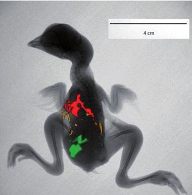 Blažková et al. 27 Fig.1: Different CdTe QDs applied into the chicken embryo (18th developmental day) detected by In vivo Xtreme by Carestream (Rochester, NY, USA).