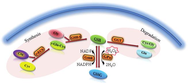 Komínková et al. 47 Obr. 1: Na obrázku je zobrazen obecný postup syntézy a metabolismu glutathionu.