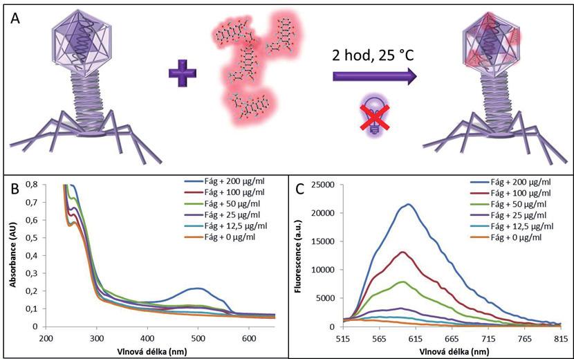 66 Journal of Metallomics and Nanotechnologies 2014, 3, 64 68 Obr. 1: Enkapsulace různých koncentrací doxorubicinu do bakteriofága λ. A) Schéma enkapsulace.