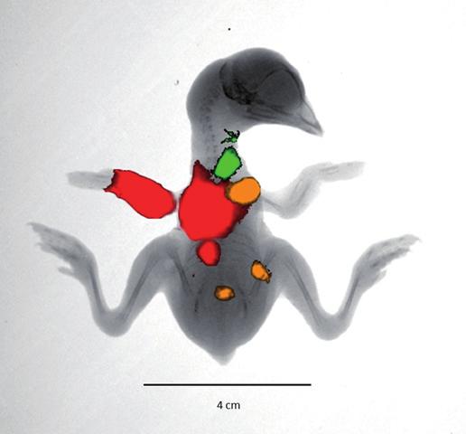 Kizek et al. 7 kulami (především thiolovými sloučeninami). Kvantové tečky s ideálními vlastnostmi pak představují vhodné biologické značky, využitelné pro identifikaci přímo v živém organismu (Obr.