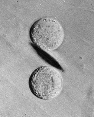 18 Modré světlo indukuje zvětšování protoplastů izolovaných ze svěracích buněk
