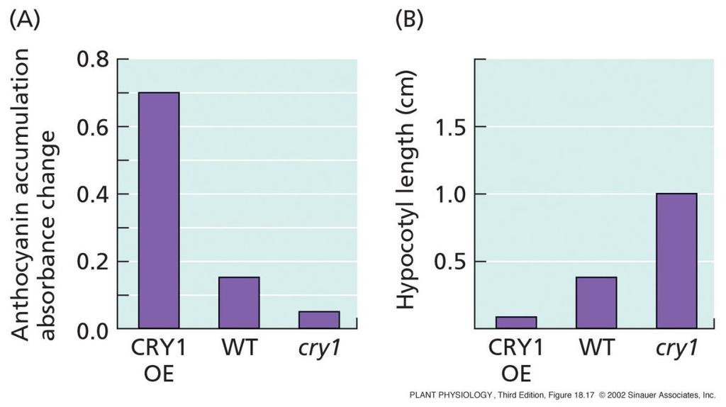 27 HY4 = CRY1 (CRYPTOCHROME 1) kóduje fotoreceptor modrého světla; zprostředkuje inhibici prodlužování indukovanou modrým světlem Důkazy: -